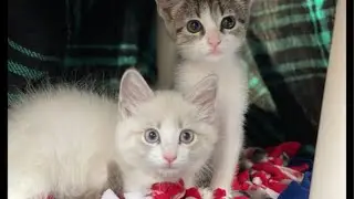 Twin Cats Funny Fight & Milk Time 🐾 | Cute CatVideo 4. Live Twin Cats Video | Cute Fight & Milk