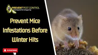 Prevent Mice Infestations Before Winter Hits