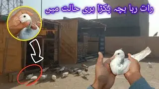 Raat rha kabootar pakda || Chiri mari video 2026 || CH Kabootar Club 