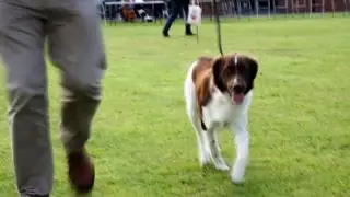 Stabyfest: judging the Stabij in the UK 2016