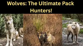 What Makes Wolves Amazing Pack Hunters Today?