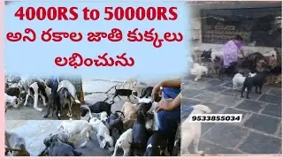 Part -1 | Dog Kennel’s | 5000rs to 150000rs Puppies | Puppy for Sale | Husky, German Shepard Puppies