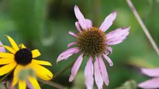 Yellow & Purple Flowers | Wild Flower Garden