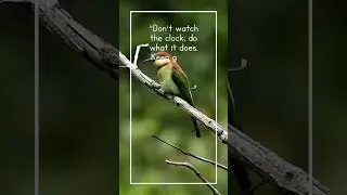 Life Quote #quotes #birds