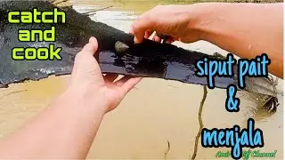 #EP1123 Rezeki Tinggal Kutip Saja - cari siput pait dan menjala