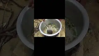 Bhagara rice.