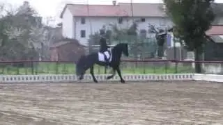 Concorso dressage 7 aprile 2013, ripresa Fei Preliminary Competition