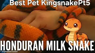 Best Pet Kingsnake Pt5 Honduran Milk Snake