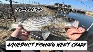 Catching Fish After Fish | California Aqueduct 🎣