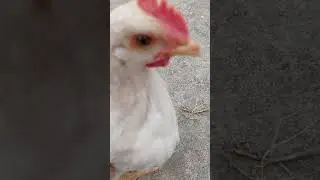 Cute chicken song 🐔*###