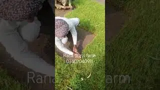 Allhamdillah beautifully fine Dhaka Grass available call number 03407040911 #greengrass #turflawan