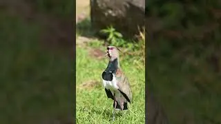 Agitation southern lapwing #costaricabirds #southernlapwing #birds