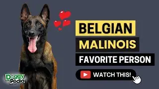 15 Signs You Are Belgian Malinois Favorite Person