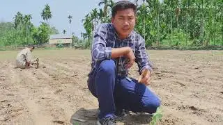 #Bharat Sundhari Apple Ber Ki Kheti Karne Ka Faida.. #horticulture #tripura
