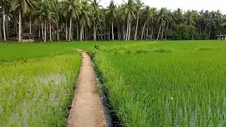 ✅After Two Weeks, The  Rice Plants Are Thriving Because They Tave Already Been Fertilized.#farming 