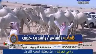منقيه عجب بن شريم  مزاين قبيلة العوازم الثالث للابل 2013