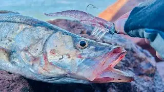 Pesca de  ROBALOS Y CORVINAS con camaron!!