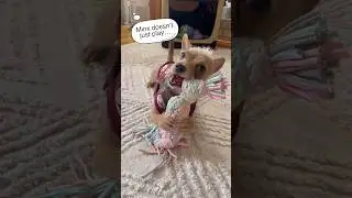 Minx doesn&rsquo;t just play&hellip; she uses her hands! #dogplaying #pawsome