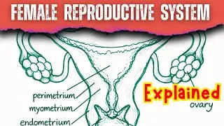 Female Reproductive System Diagram Explained | RBSE Board Exam 2026 most important Biology Diagrams 