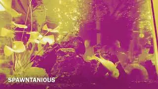 SPAWNTANIOUS- Happy Jazz