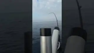 Chinook king salmon rod drag pull