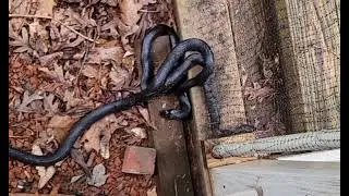OG rat snake trying to help his stuck friend 🐍🐍