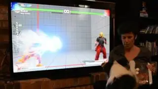 Dog hadoken!