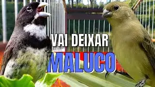 Coleiro Tui Tui R&aacute;pido e Piado de F&ecirc;mea pra Esquentar seu Coleiro !