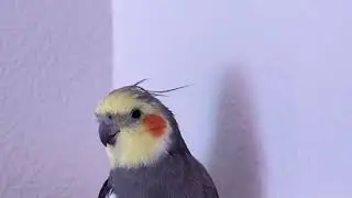 Cotton and The Spooky Shadow Song #cockatiel #cuteparrot #parrot #cute