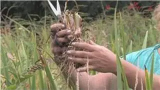 Flower Bulbs : How to Grow Iris Bulbs