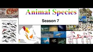 Fast-Motion Animal Drawings | Season 7 (OMNIBUS)