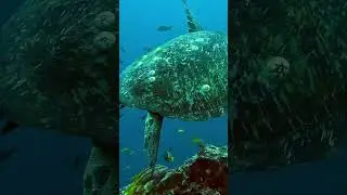 Duff X Galapagos #ytshorts #shark #hammerheadshark #galapagos