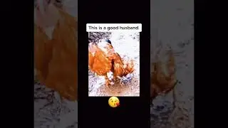 Heart Touching Cock Video#Shorts#whatsappstatus