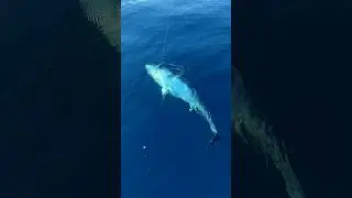 Bluefin Tuna/Orkinos Avı. Seneye g&ouml;r&uuml;şmek &uuml;zere elveda demiştik.#orkinos #bluefintuna#fishingislife
