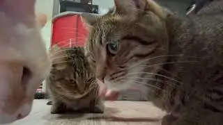 ASMR Feeding Three Cats — Relaxing Eating & Licking Sounds