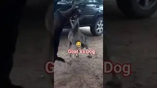 Goat Vs Dog Fighting #animals #yt #ytshorts #goat #pets #dog #sheep #cow #shorts #short #fight
