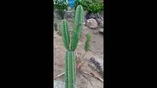 MANDACARU SEM ESPINHOS