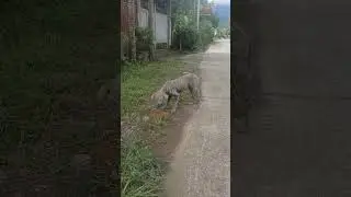 Tales about Tails #StreetDogs #RescueDogs #DogRescue  #AnimalRescue  #lovedogs #LoveDogs