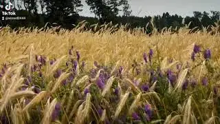 Idyllic scenery