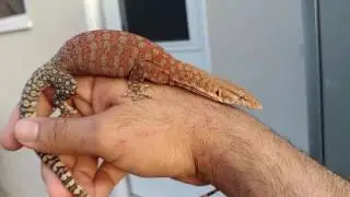 Pilbara Rock Monitor