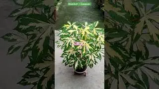 A beautiful Leafy Plant #trending #cassava #manihot #viral #shortshorts #viral #reels #viralreels