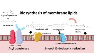 Biosynthesis of membrane phospholipids