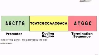 Gene modification