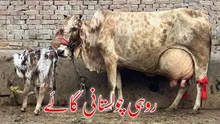Cholistani frizen cross cow 1st bola 14kg (03005104853) YouTube. 27-11-25