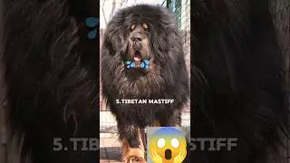 top 5 Dog #song #trending #trendingshorts #youtubeshorts #music #usa #keşfet #cartoon #car #jesus