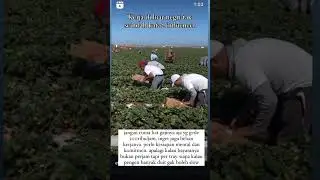 kerja di perkebunan australia gajinya 300 ribu perjam