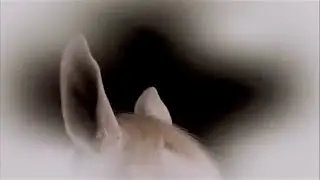Horses Inside Out on Animals at Work!