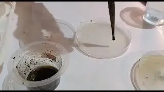 Percobaan Uji Aktivitas Anti Bakteri Ekstrak Sambiloto dan Daun Sirih (Kelompok 7 Palembang)