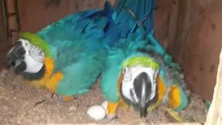 Parrot Hatching Eggs | Blue and Golden Macaw Hatching Eggs | Blue and Gold Macaw breeding pair