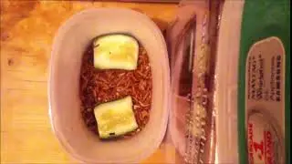 Dermestidscanada Mealworm Colony Timelapse Fall 2018 Pt #1943 1